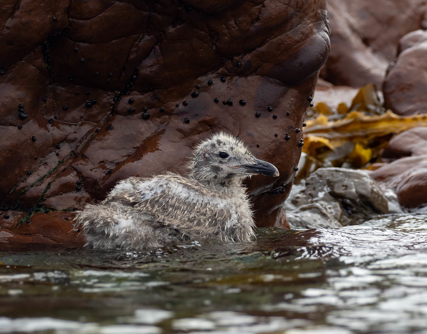 slaty-backed gull chicks - Seagulls, Chick, Birds, Photo hunting, Longpost