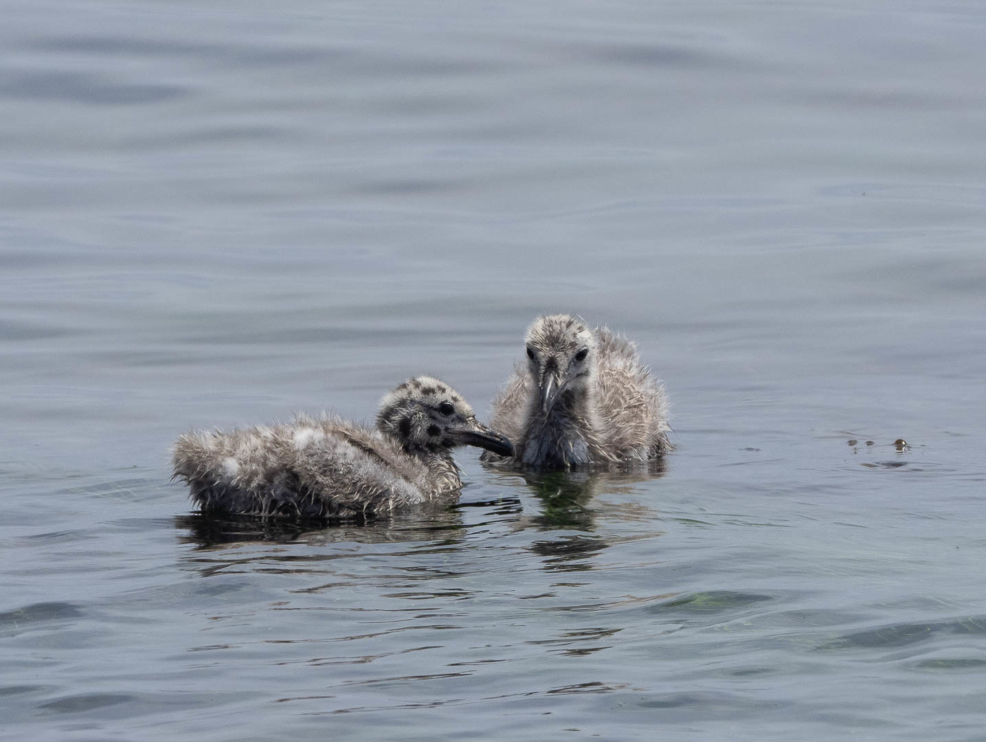 slaty-backed gull chicks - Seagulls, Chick, Birds, Photo hunting, Longpost