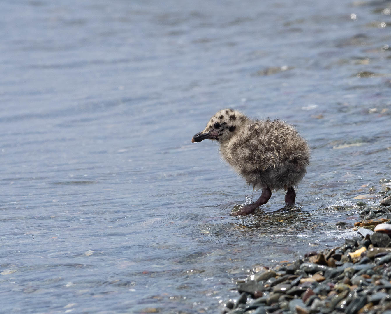 slaty-backed gull chicks - Seagulls, Chick, Birds, Photo hunting, Longpost