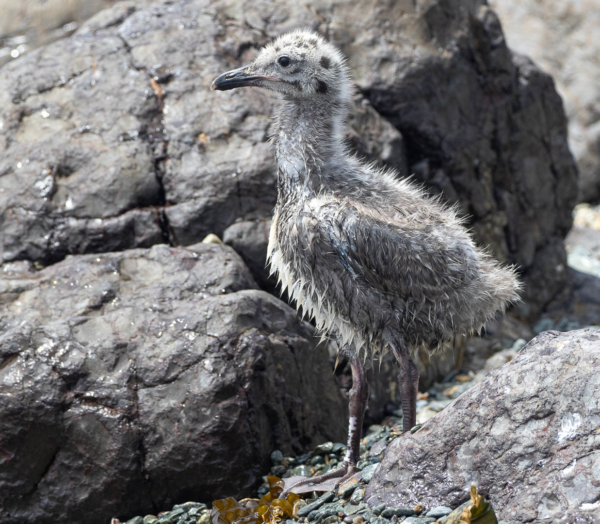 slaty-backed gull chicks - Seagulls, Chick, Birds, Photo hunting, Longpost