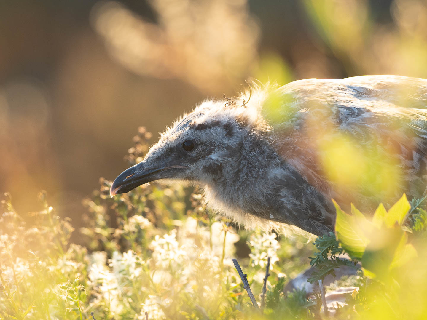 slaty-backed gull chicks - Seagulls, Chick, Birds, Photo hunting, Longpost