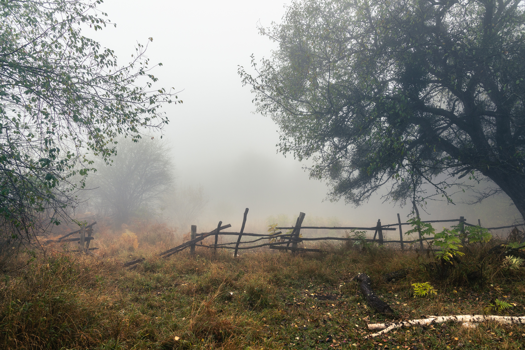 [November 2020] Mezmay - My, The mountains, Mountain tourism, Caucasus, The photo, Beginning photographer, Landscape, Nature, Fog, , Forest, Longpost