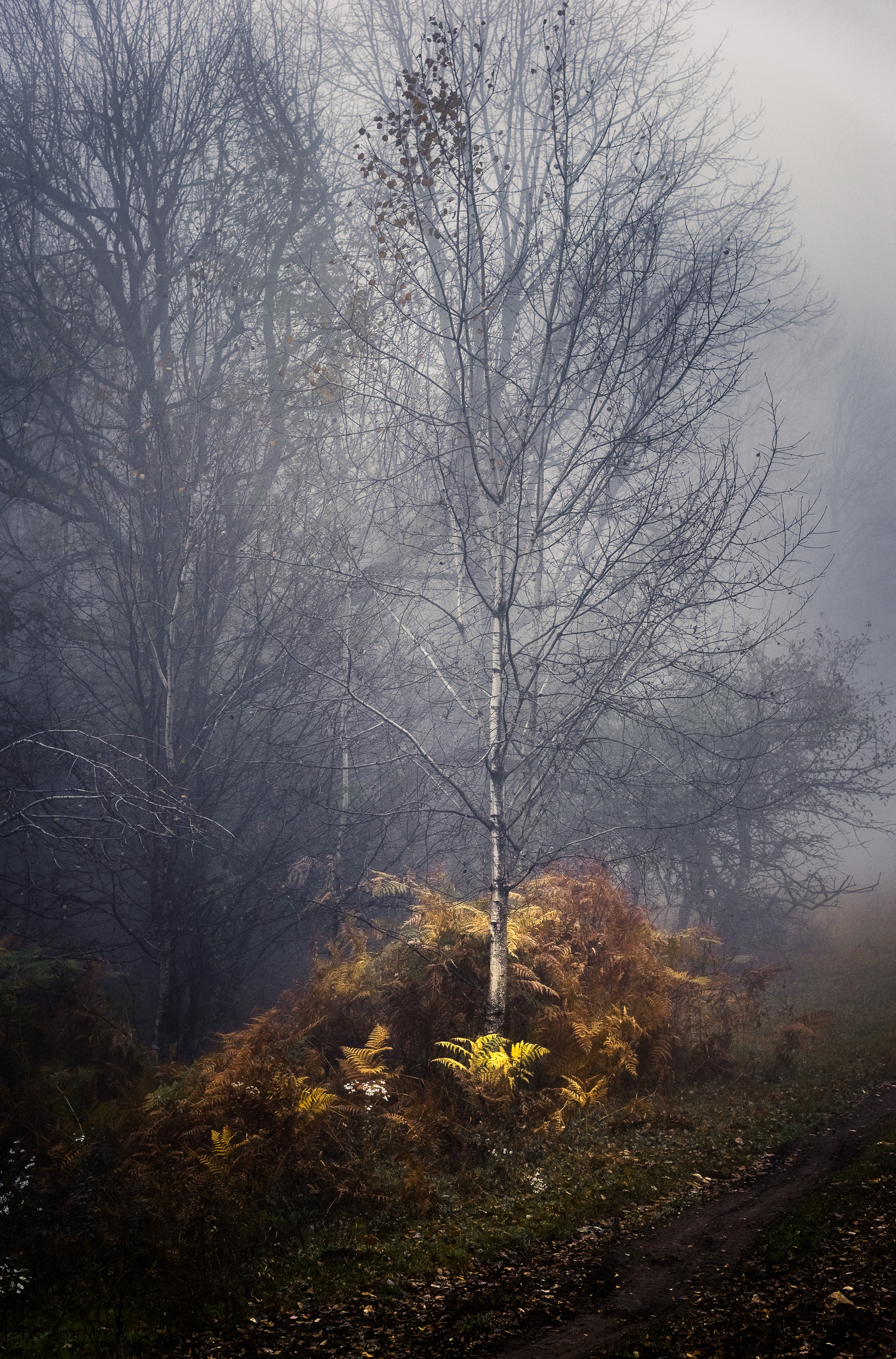 [November 2020] Mezmay - My, The mountains, Mountain tourism, Caucasus, The photo, Beginning photographer, Landscape, Nature, Fog, , Forest, Longpost