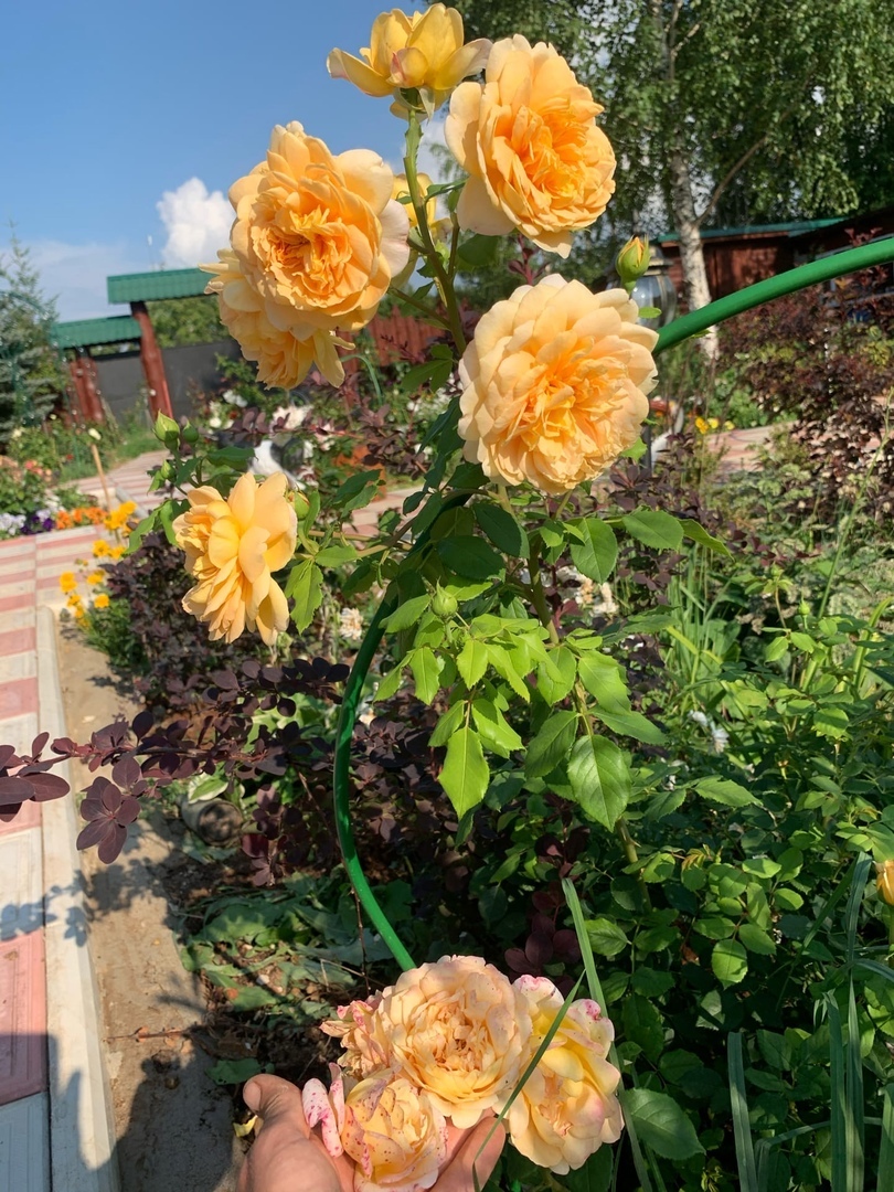 Tangerine Pat Austin - My, the Rose, Garden, Gardening, Longpost