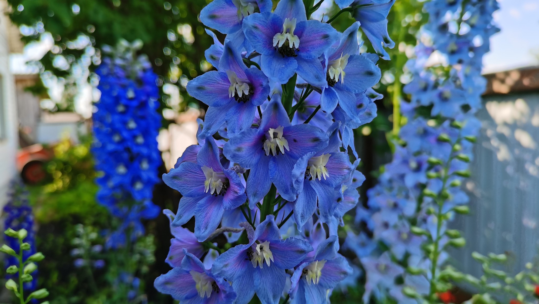 Delphinium - Gorgeous perennial! - My, Flowers, beauty, Garden, Delphinium, Bloom, Video, Longpost