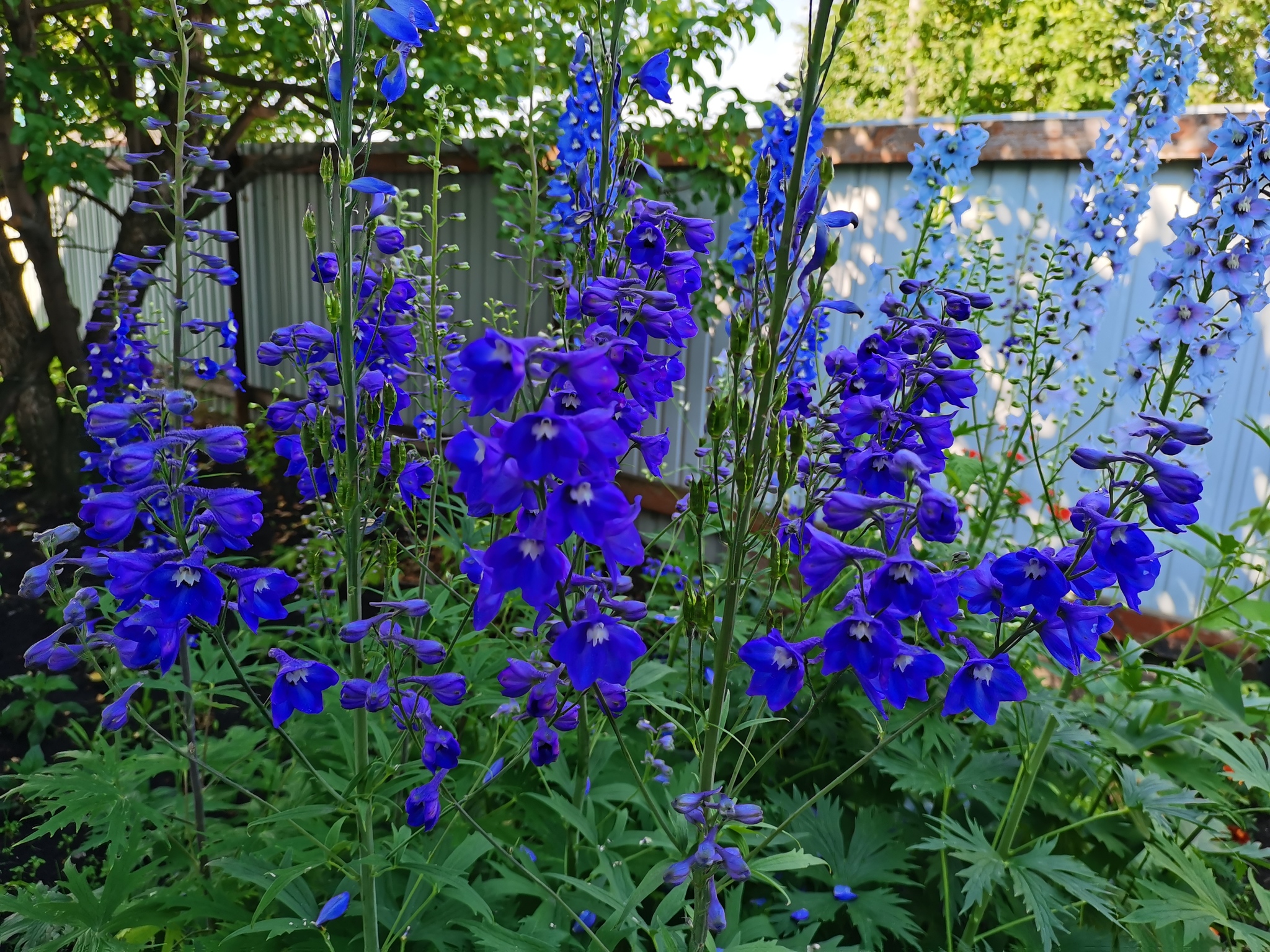 Delphinium - Gorgeous perennial! - My, Flowers, beauty, Garden, Delphinium, Bloom, Video, Longpost