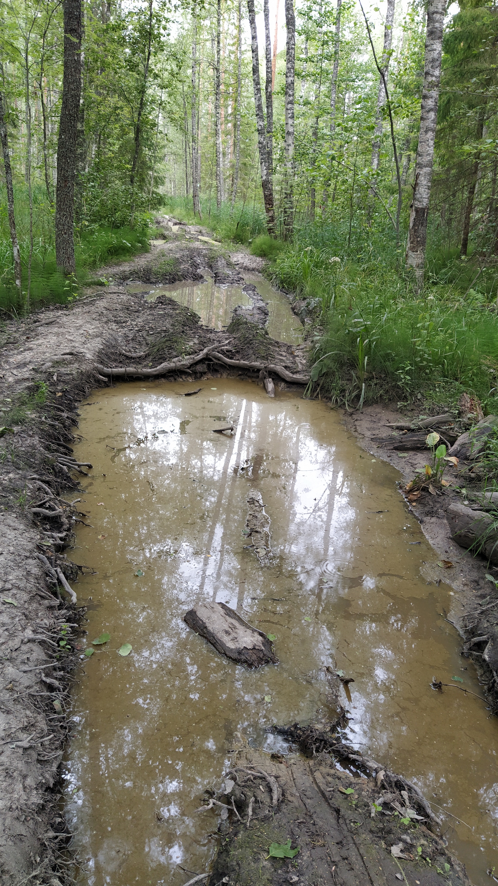 And why don't they like quad bikes? - My, Leningrad region, ATV, Forest, Russian roads, Bad roads, Grounding, Path, Longpost