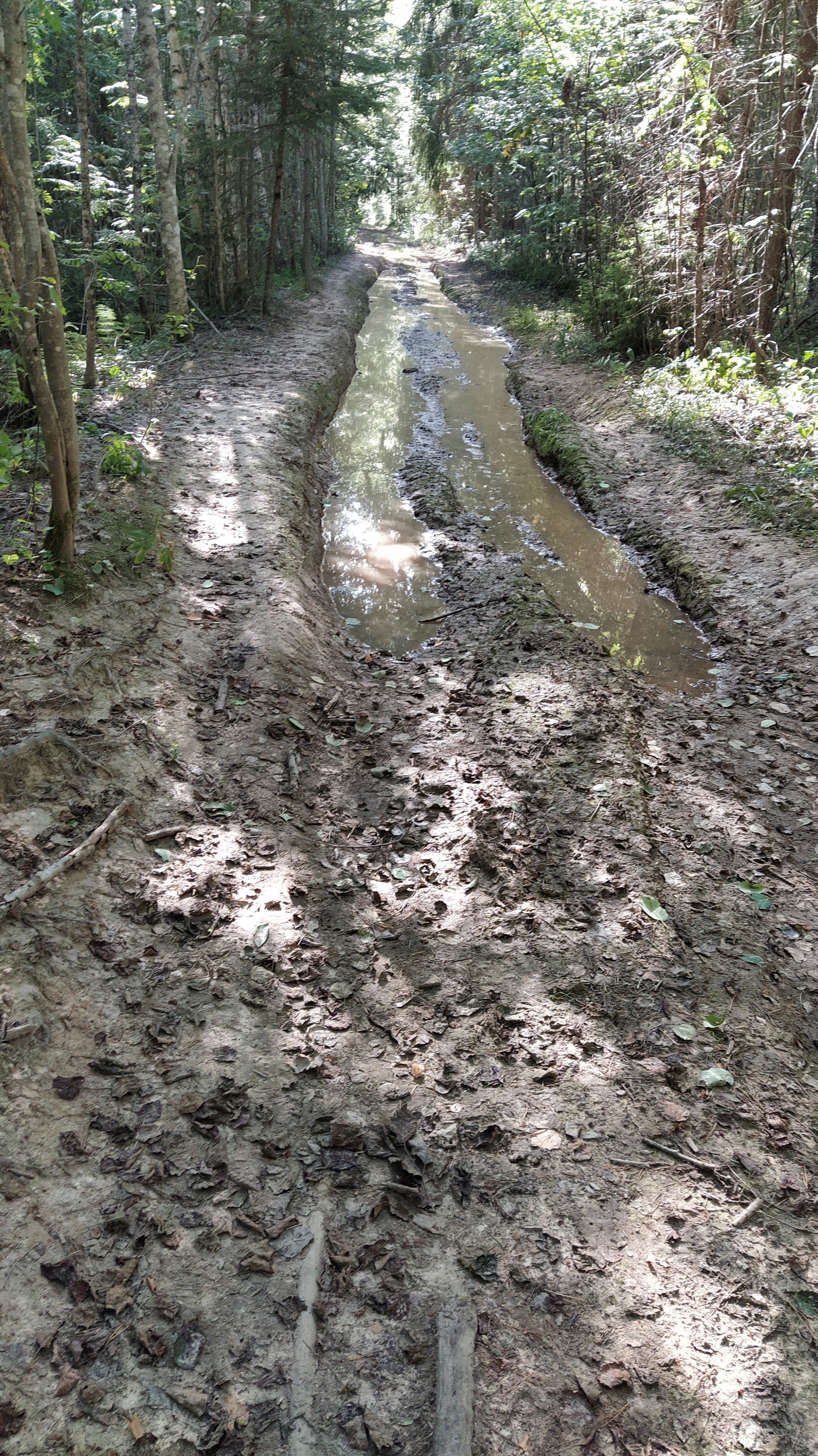 And why don't they like quad bikes? - My, Leningrad region, ATV, Forest, Russian roads, Bad roads, Grounding, Path, Longpost