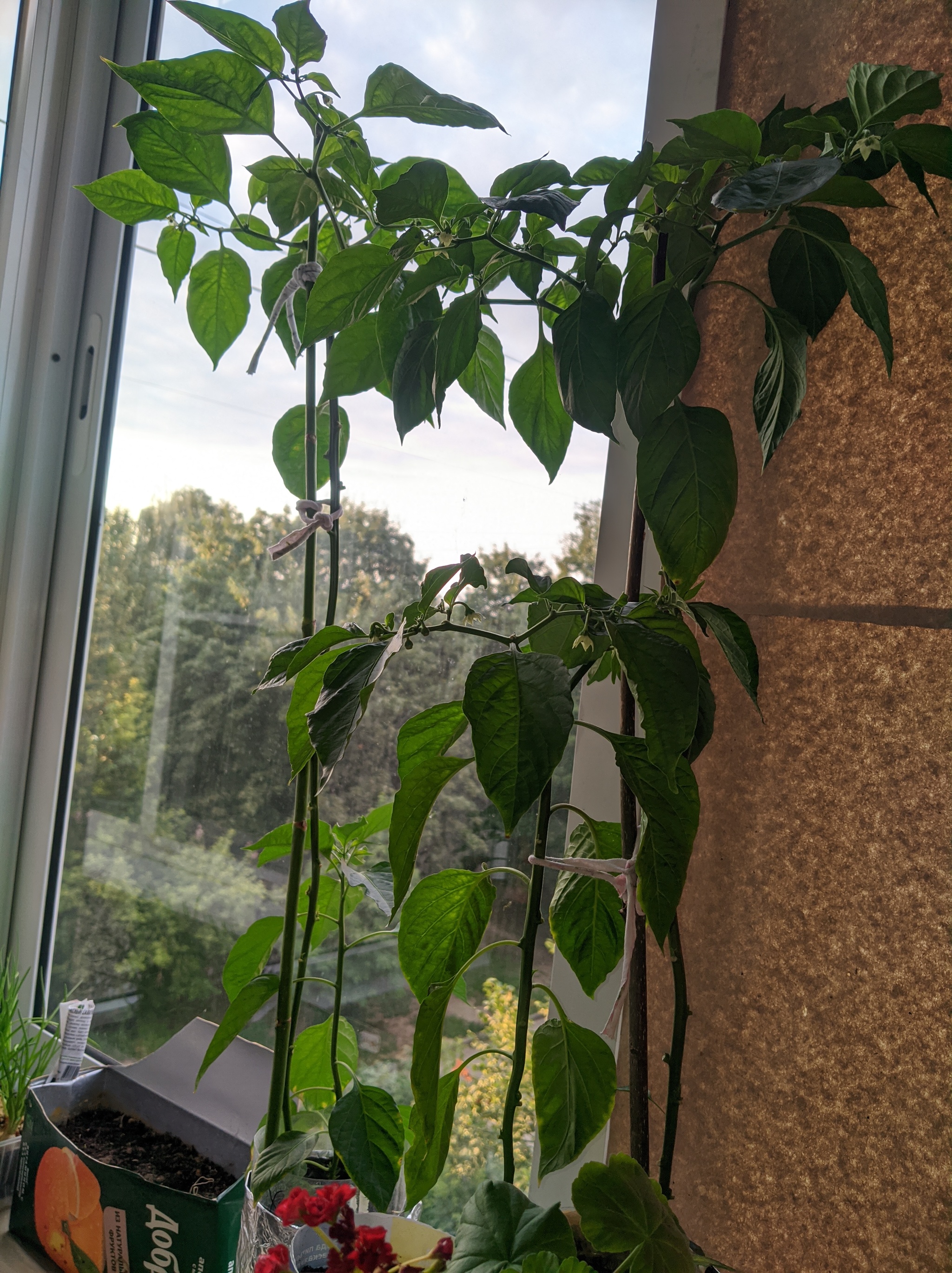 My peppers on 07/23/21 - My, Pepper, Hot peppers, Chilli, Household chores, Gardening, Plants, Houseplants, Longpost