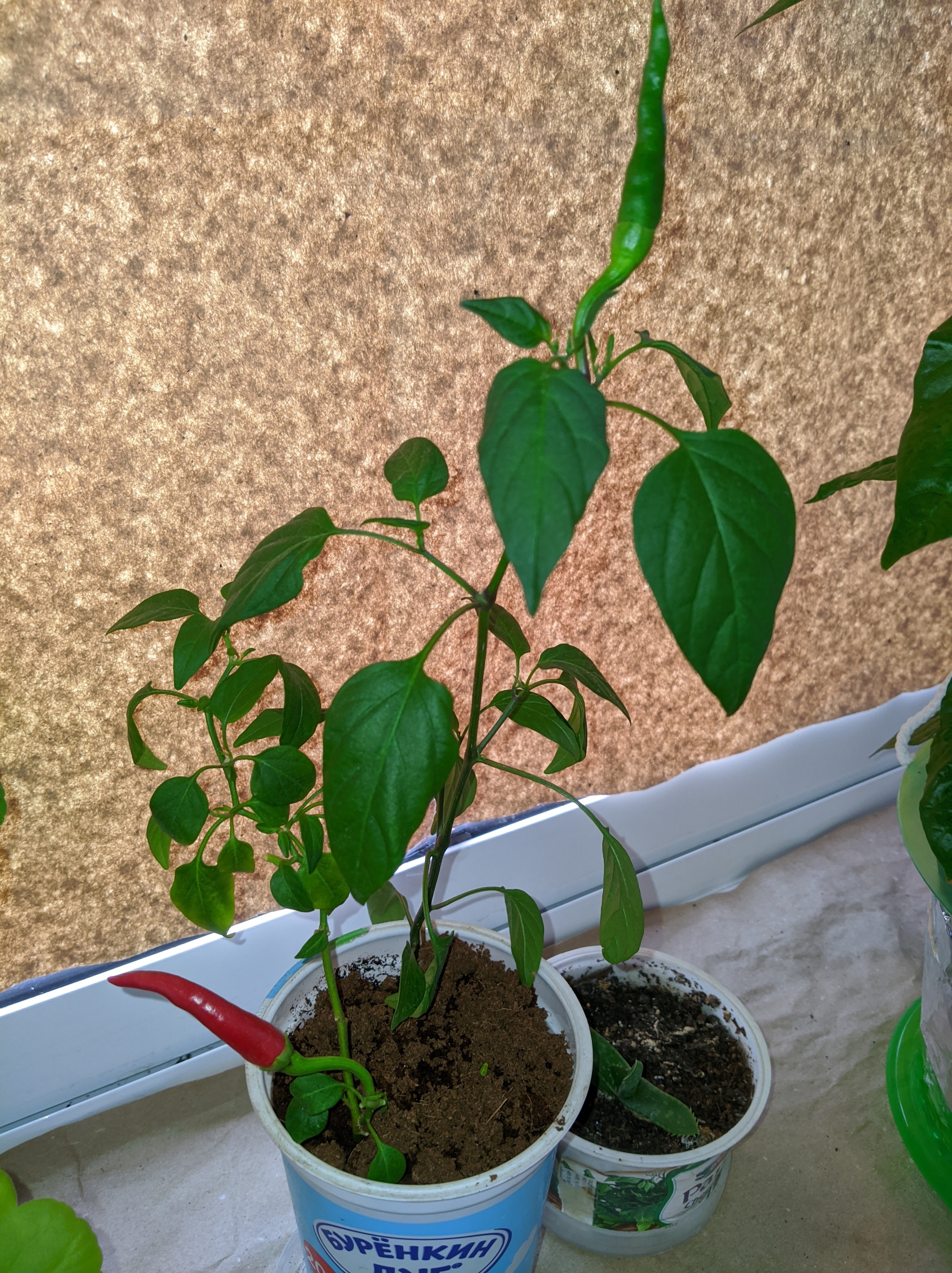 My peppers on 07/23/21 - My, Pepper, Hot peppers, Chilli, Household chores, Gardening, Plants, Houseplants, Longpost