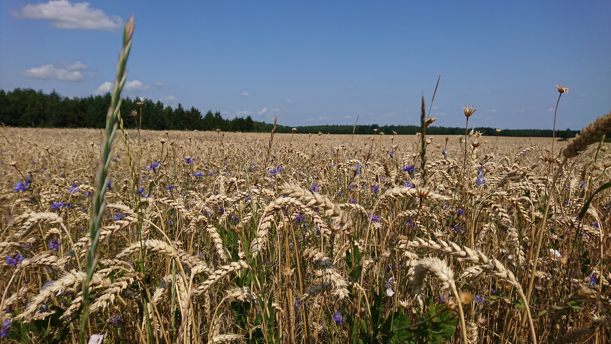 Bike ride - My, Minsk Oblast, Bike ride, Kopyl, Longpost, 100 km