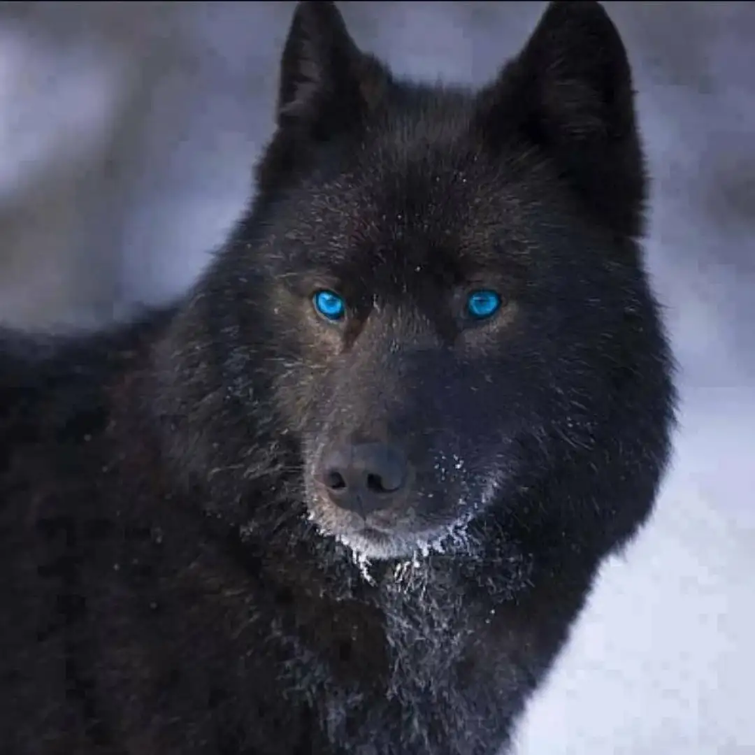 Blue eyes hooked me ... (c) - Life stories, Wolfhound, Sight, The photo, Dog, Comments on Peekaboo, Screenshot, Longpost