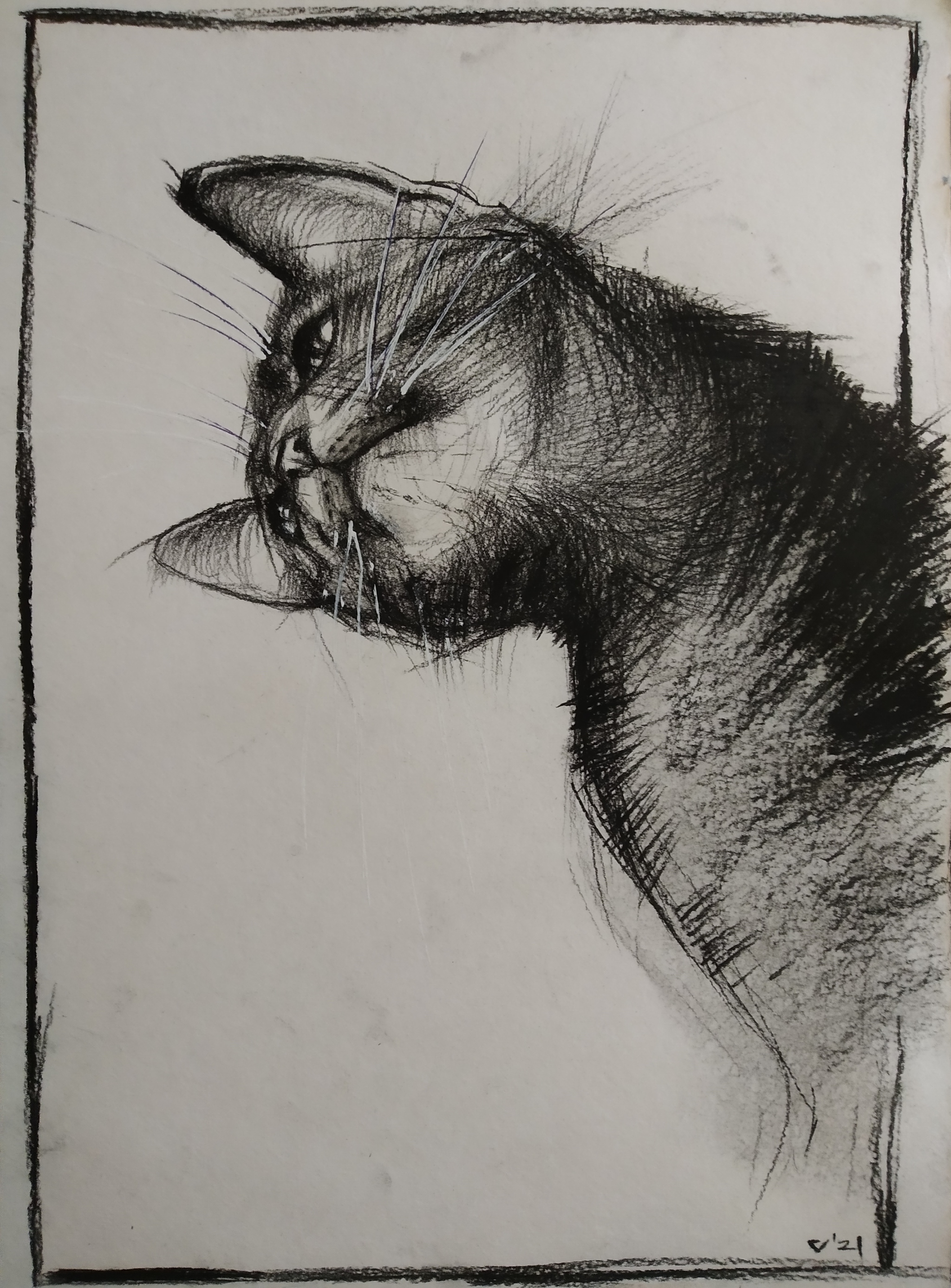 Cat - My, cat, Drawing, Sketch, Sketch, Graphics, Creation