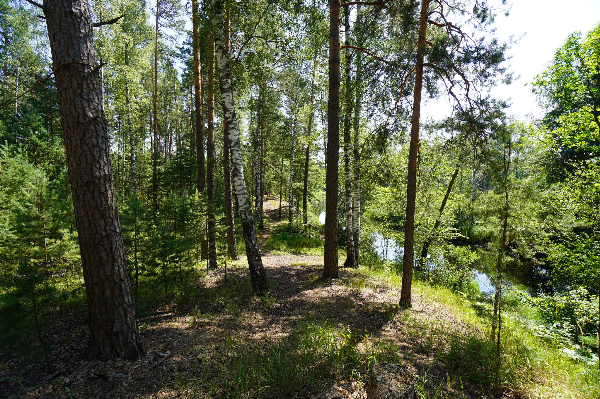 Meshchera National Park, Pol River - My, Landscape, Meshchera, Summer