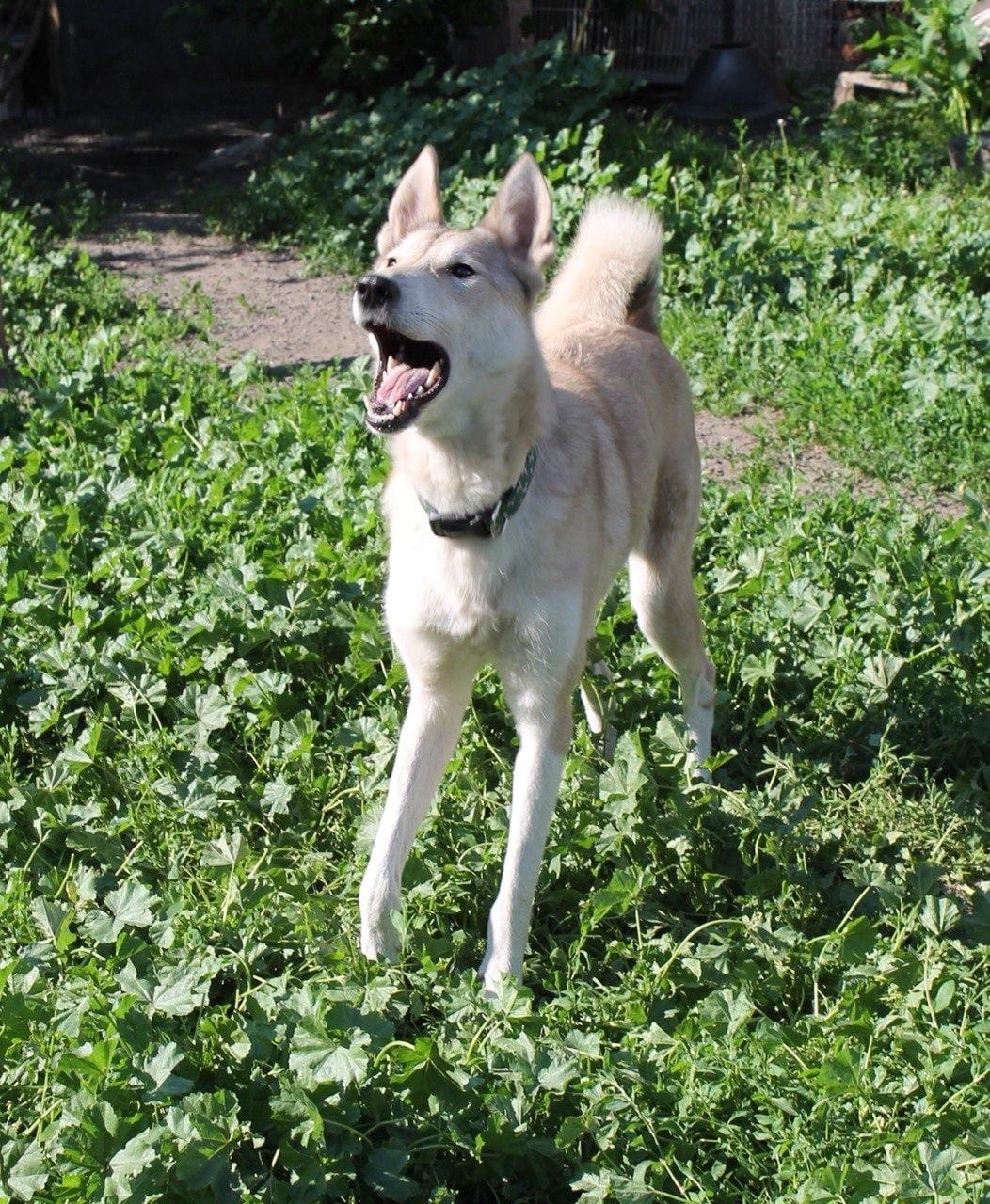 Laika Manya was abandoned by the owner, and now she may lose her overexposure ... - My, Dog, West Siberian Laika, In good hands, Longpost