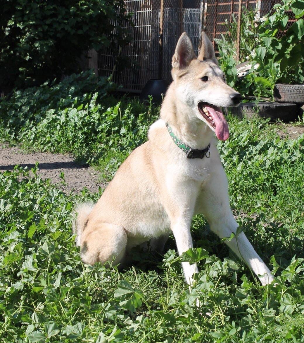 Laika Manya was abandoned by the owner, and now she may lose her overexposure ... - My, Dog, West Siberian Laika, In good hands, Longpost