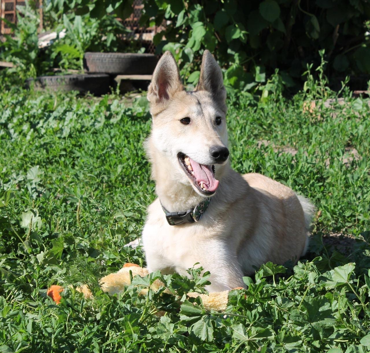 Laika Manya was abandoned by the owner, and now she may lose her overexposure ... - My, Dog, West Siberian Laika, In good hands, Longpost