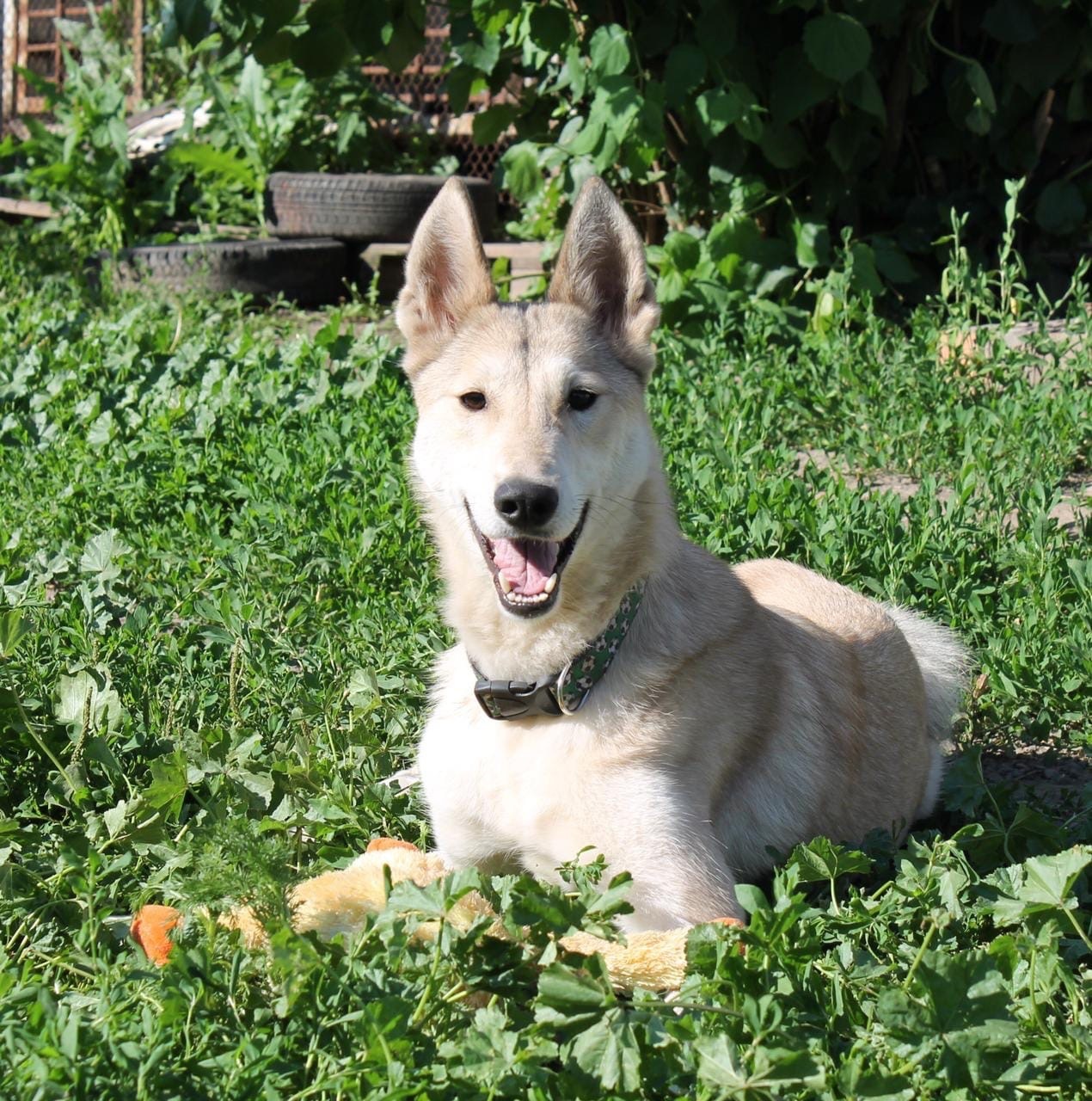 Laika Manya was abandoned by the owner, and now she may lose her overexposure ... - My, Dog, West Siberian Laika, In good hands, Longpost