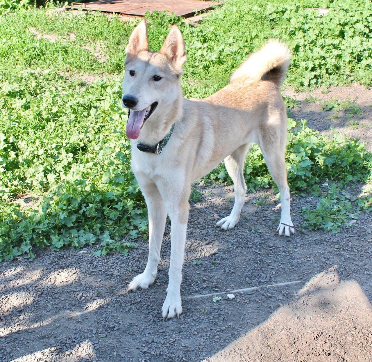 Laika Manya was abandoned by the owner, and now she may lose her overexposure ... - My, Dog, West Siberian Laika, In good hands, Longpost