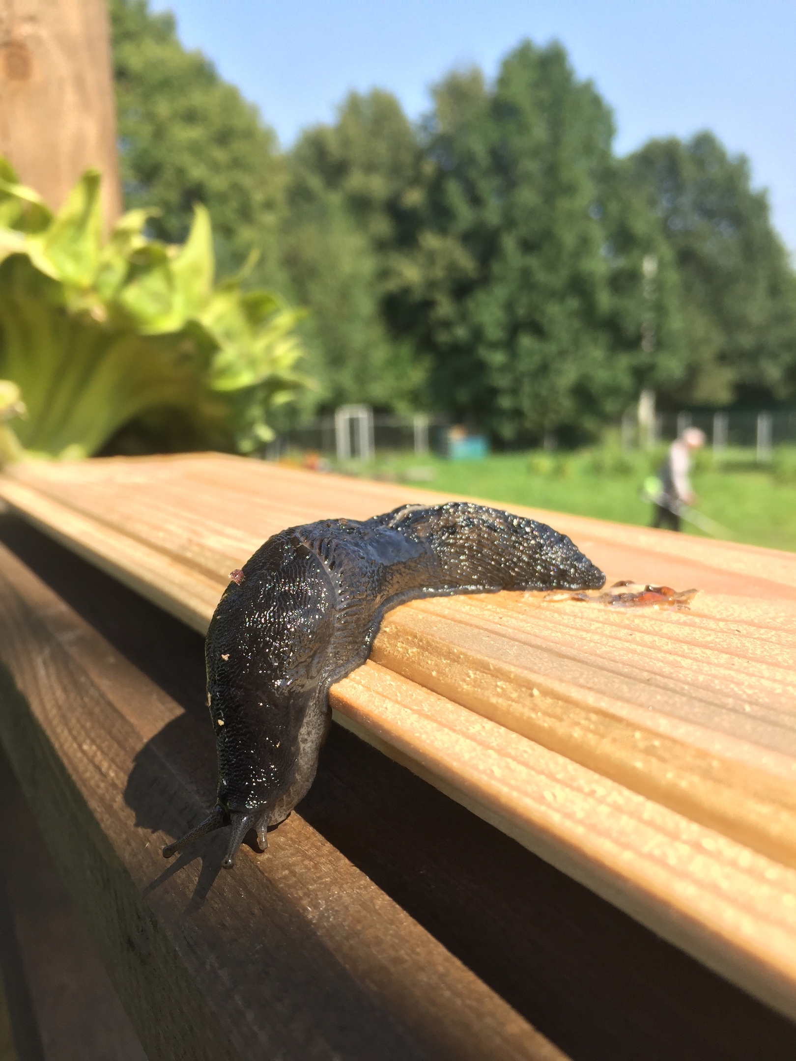 Met this handsome guy today - My, Slug, Clam, Milota, wildlife, Animals, Mobile photography