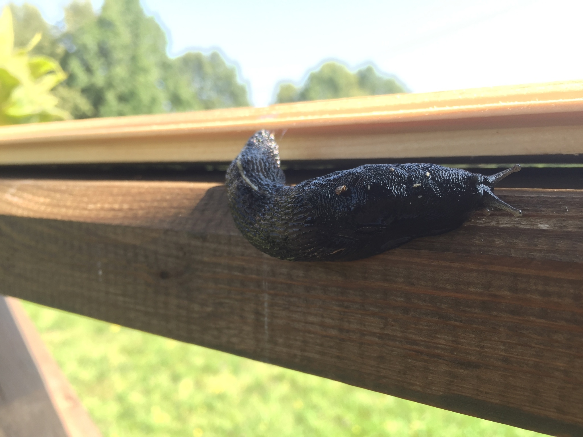 Met this handsome guy today - My, Slug, Clam, Milota, wildlife, Animals, Mobile photography