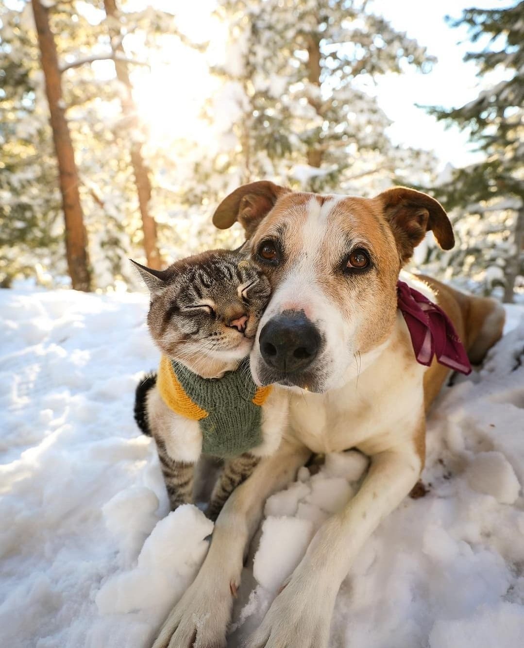 Пёс путешествует со своим котом - Кот, Собака, Фотография, Брутальность, Путешествия, Дайджест, Длиннопост, Коты и собаки вместе, Милота, , Instagram