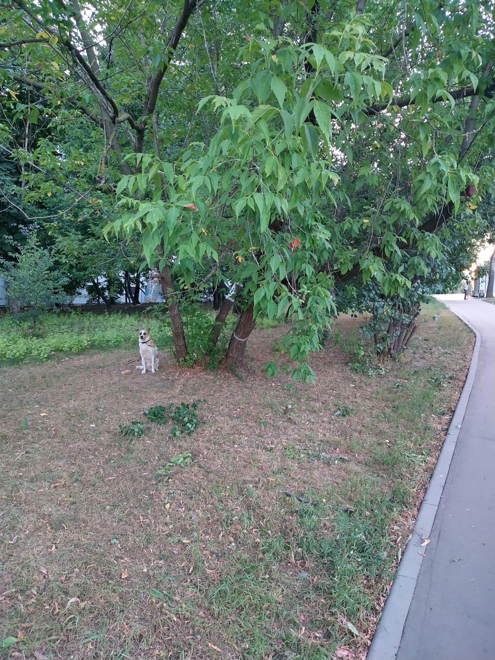 Found a dog tied to a tree. Moscow - My, Dog, Abandoned