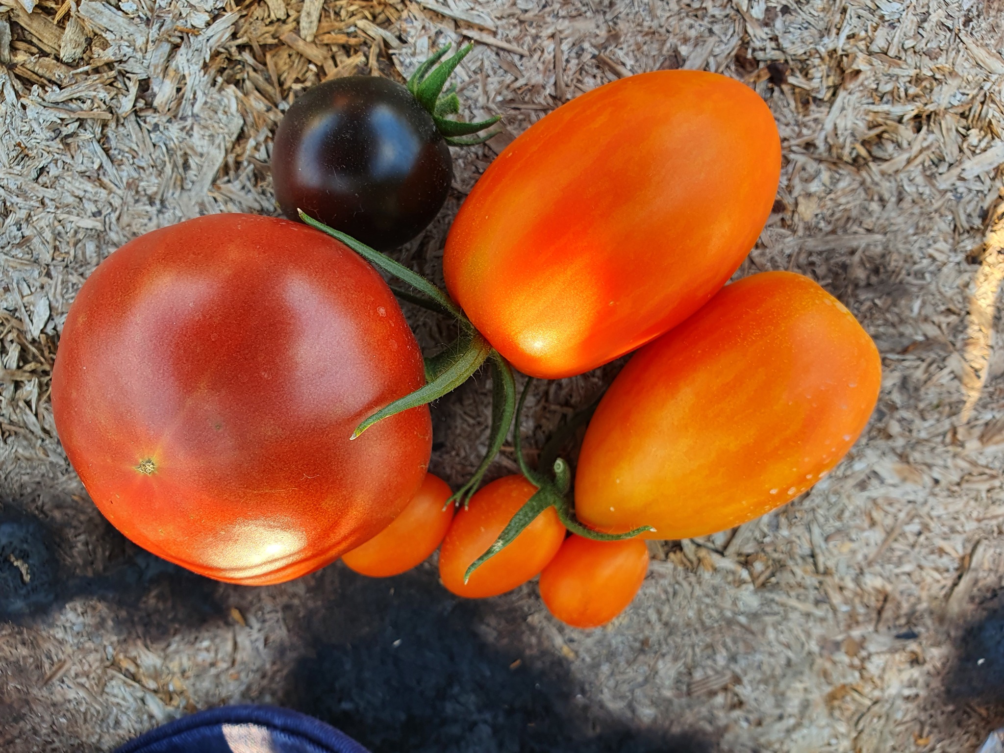 With an initiative (my first tomatoes) - My, Tomatoes, Garden, Insects, Longpost