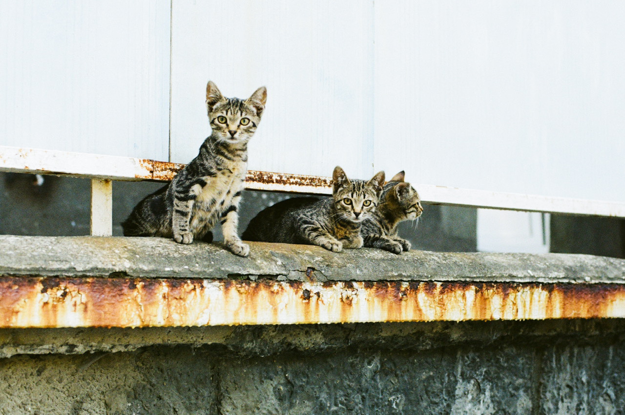 Банда из Кременчуга - Моё, Кот, Котята, Фотопленка, Пленка не умерла, Фотография, Уличная фотография, Kodak, Nikon, Длиннопост