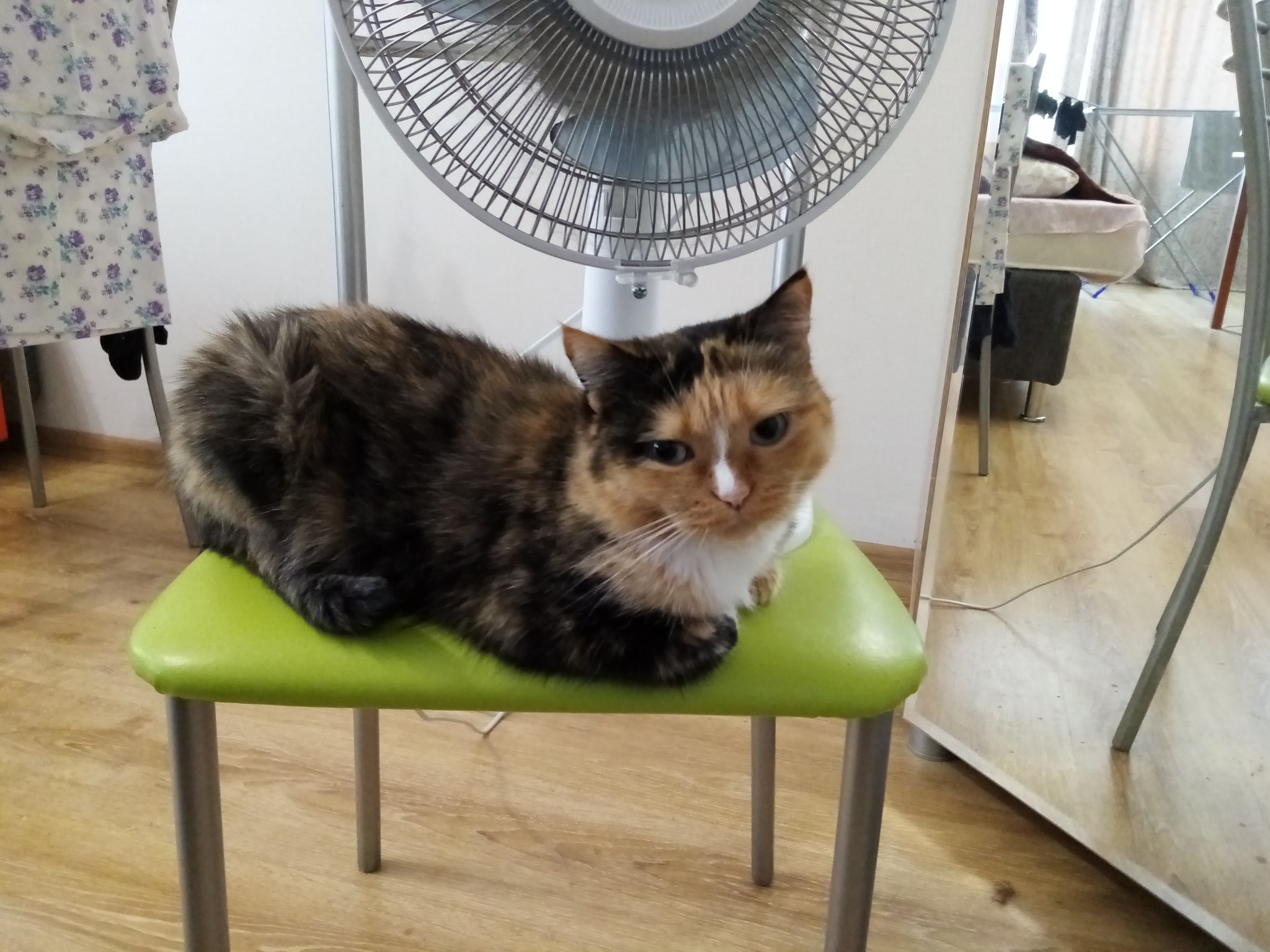 Two cats need a home - My, In good hands, Tricolor cat, Yekaterinburg, Longpost, cat, No rating