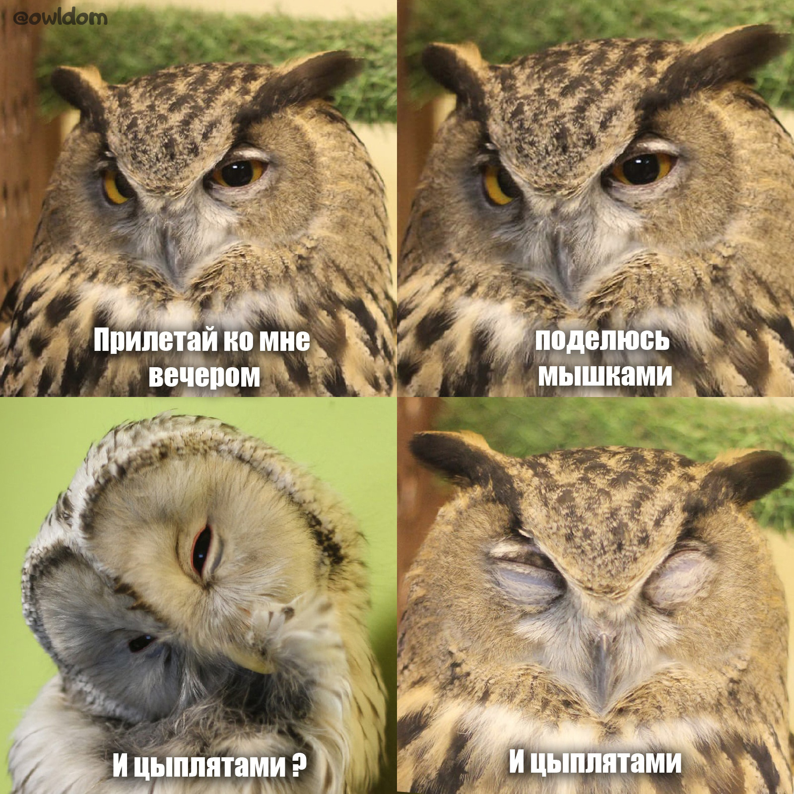 Owl memes #2 - My, Owl, Memes, Humor, Kindness, Owl, Picture with text