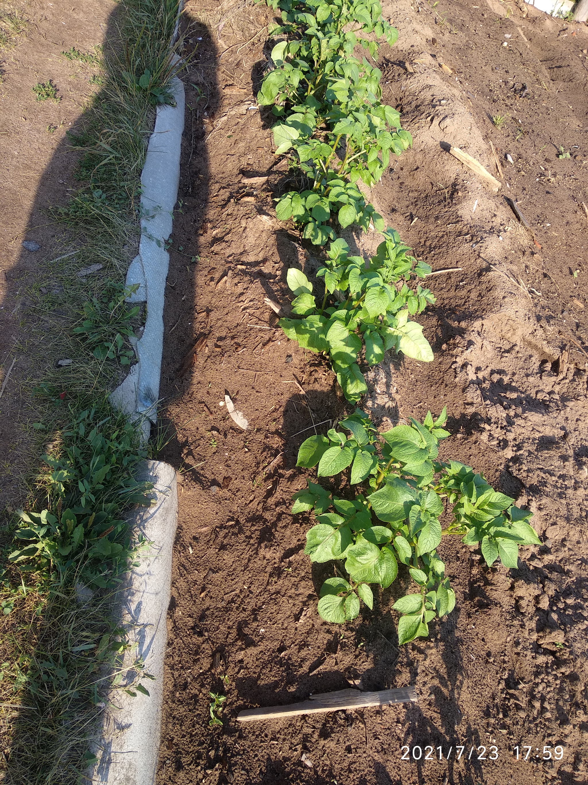 The second potato harvest of the summer seems to be becoming a reality... - My, Potato, Dacha, Garden, Longpost