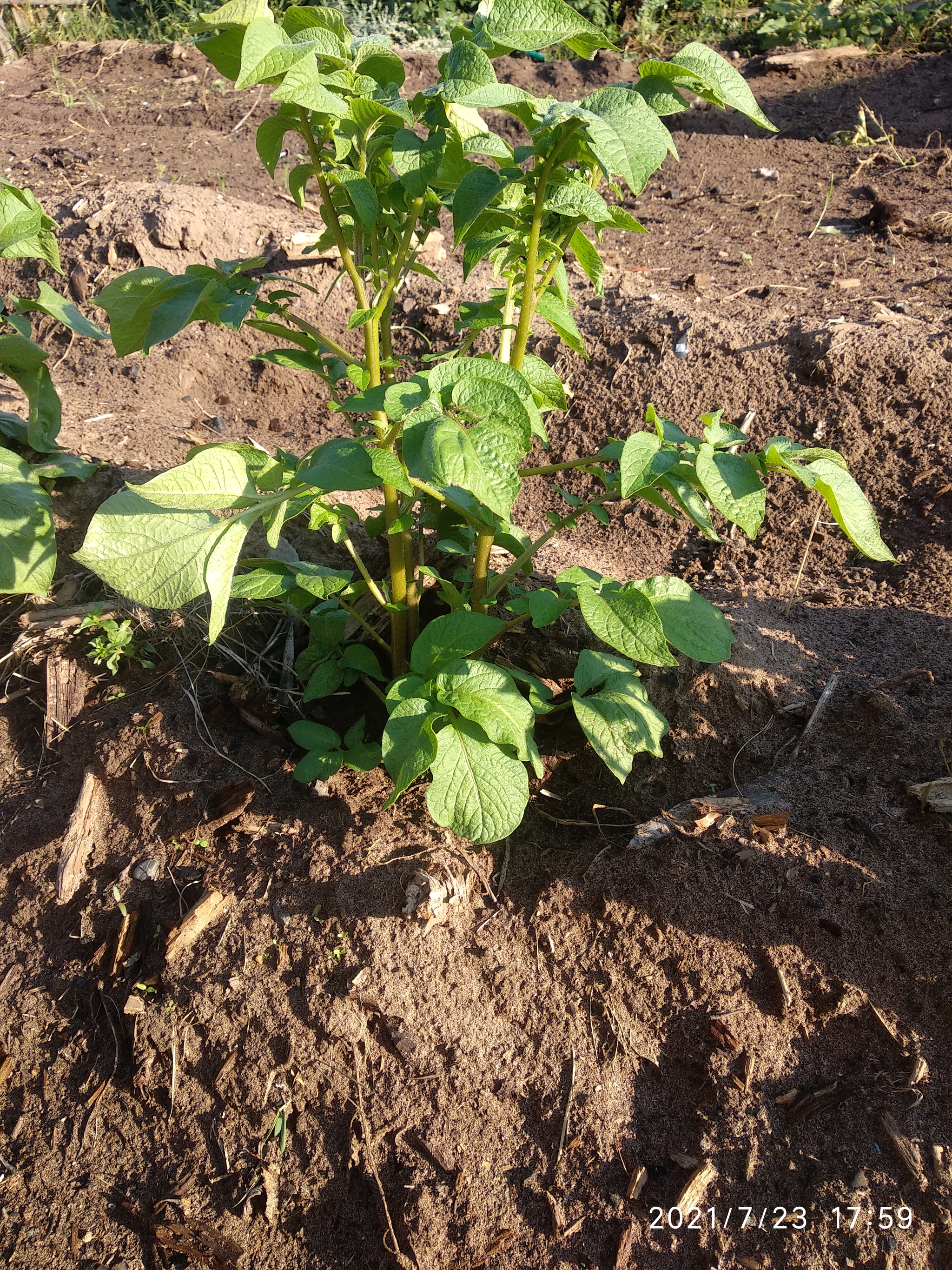 The second potato harvest of the summer seems to be becoming a reality... - My, Potato, Dacha, Garden, Longpost