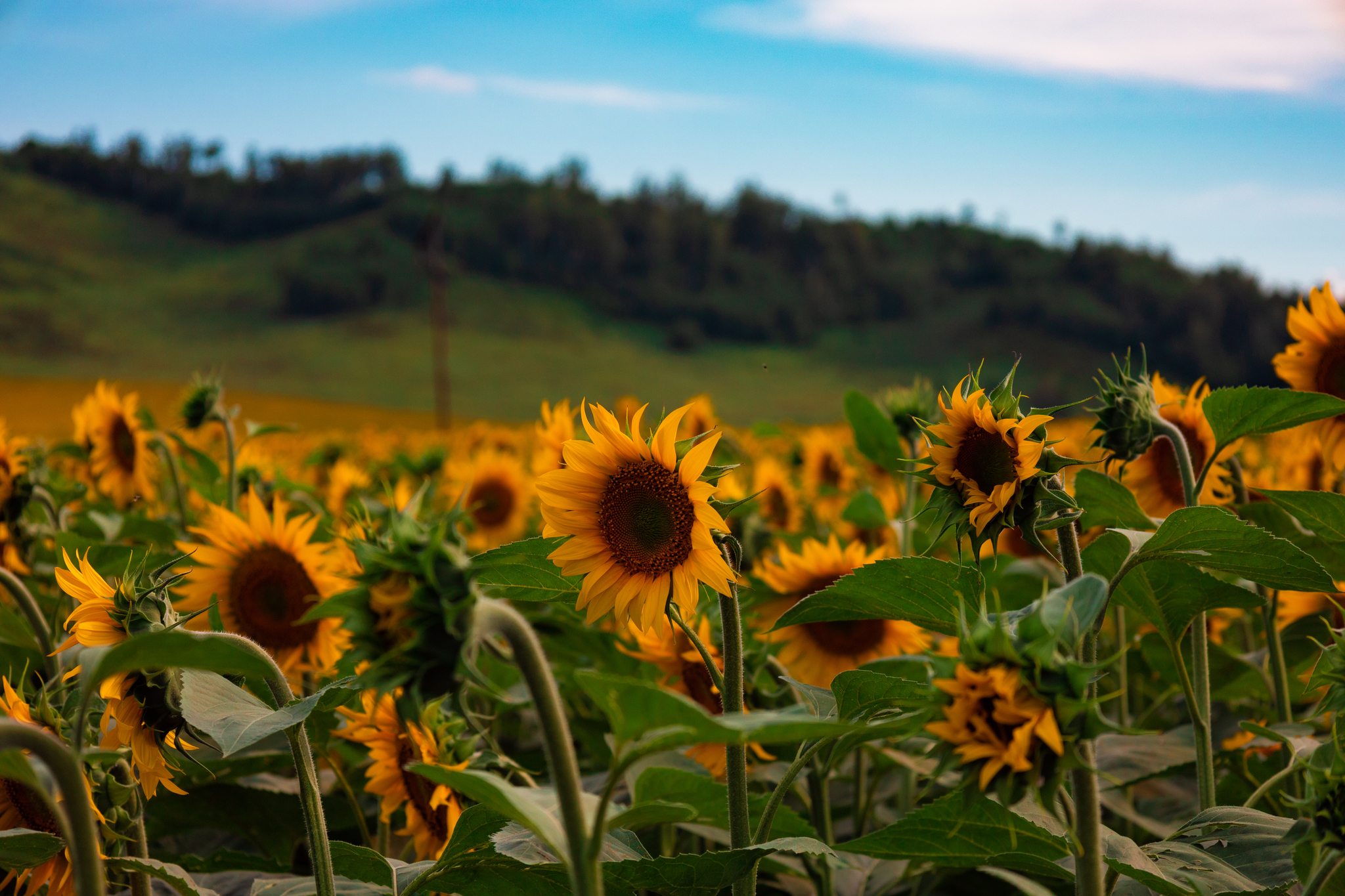 Sunflowers - My, Sunflower, Kazakhstan, The photo