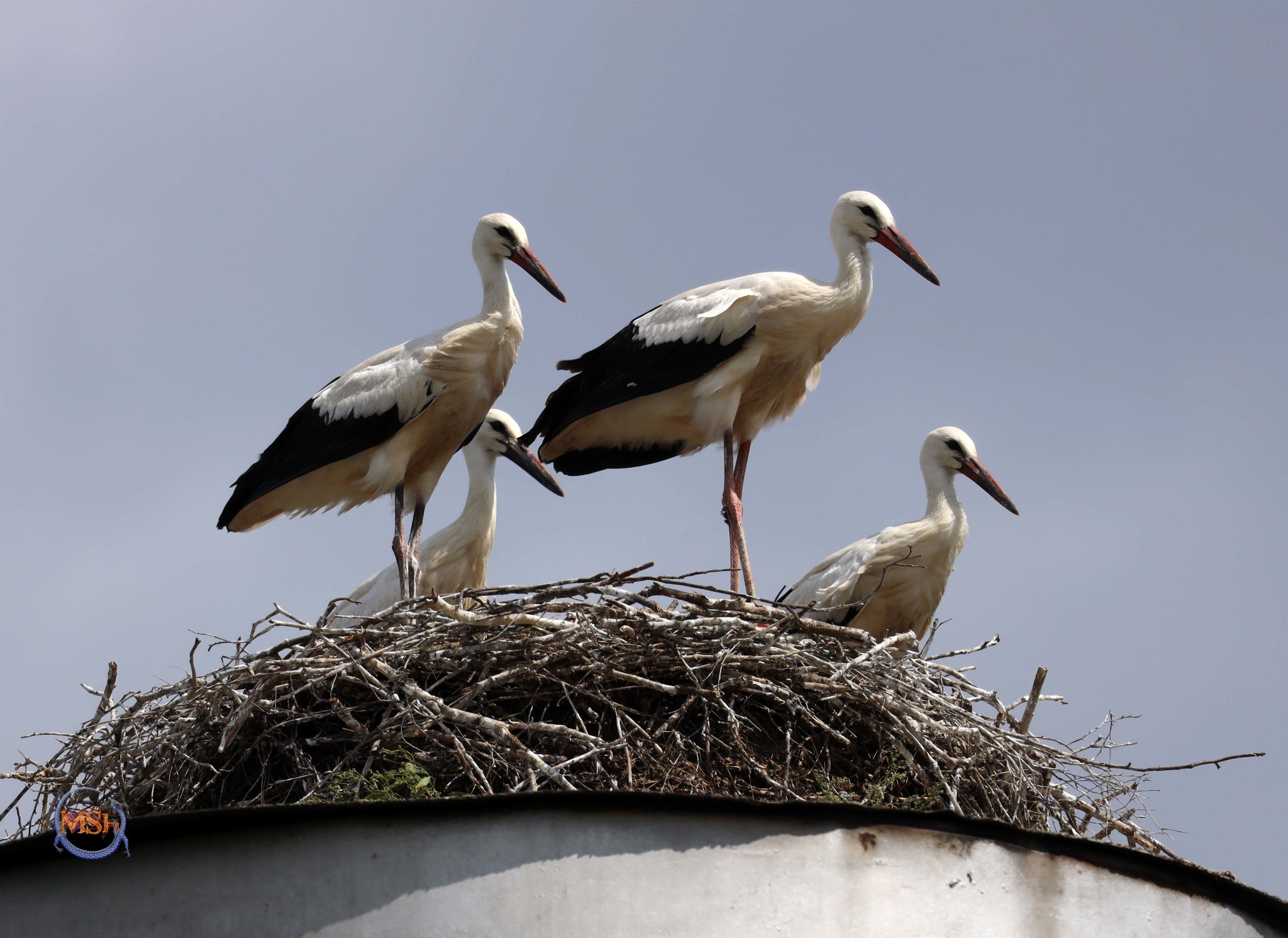 Storks in Tarutino - My, Stork, Nature, Summer, Nest, Kaluga region, The photo