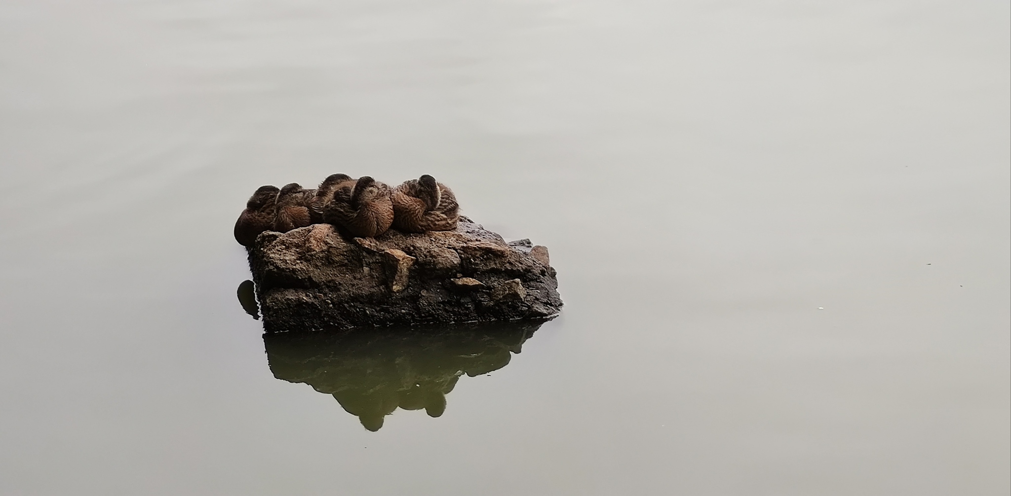 Ducklings, sleep and serenity - My, Ducklings, Milota, Serenity, Mobile photography