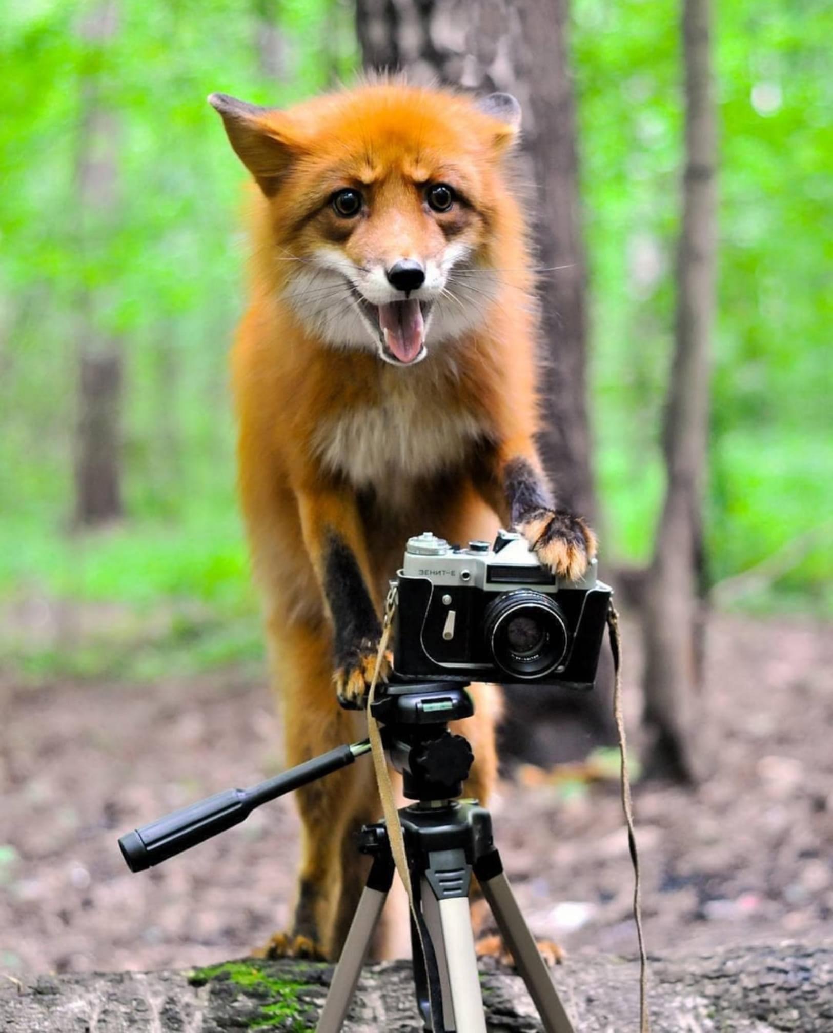 Профессиональный фотограф - Лиса, Фотограф, Дикие животные