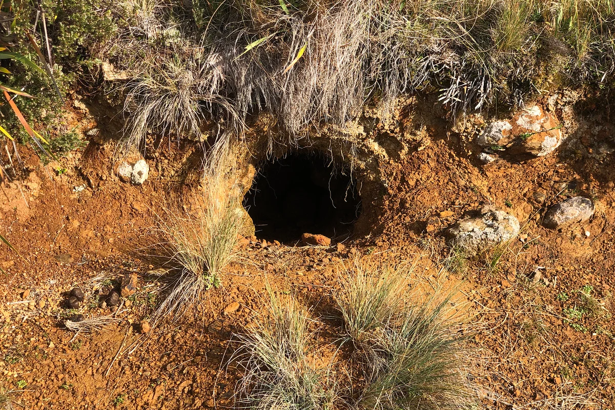 Wombat: some interesting features from the life of a large inhabitant of holes - Animals, Nature, Wombats, Yandex Zen, Longpost