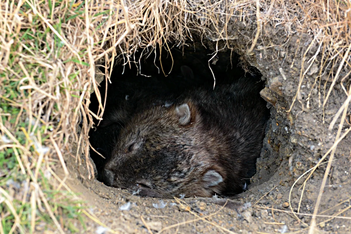 Wombat: some interesting features from the life of a large inhabitant of holes - Animals, Nature, Wombats, Yandex Zen, Longpost