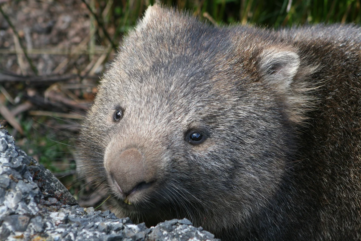 Wombat: some interesting features from the life of a large inhabitant of holes - Animals, Nature, Wombats, Yandex Zen, Longpost