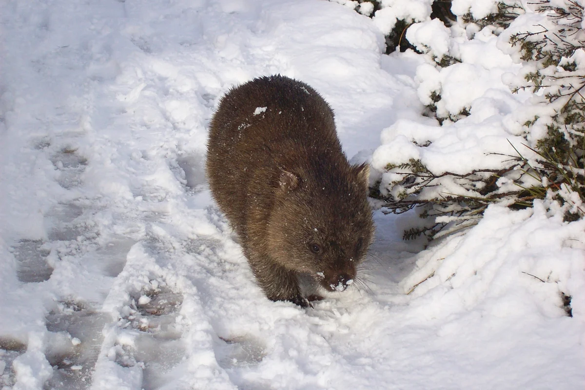 Wombat: some interesting features from the life of a large inhabitant of holes - Animals, Nature, Wombats, Yandex Zen, Longpost