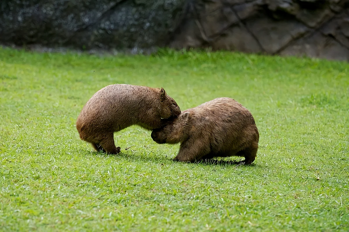 Wombat: some interesting features from the life of a large inhabitant of holes - Animals, Nature, Wombats, Yandex Zen, Longpost