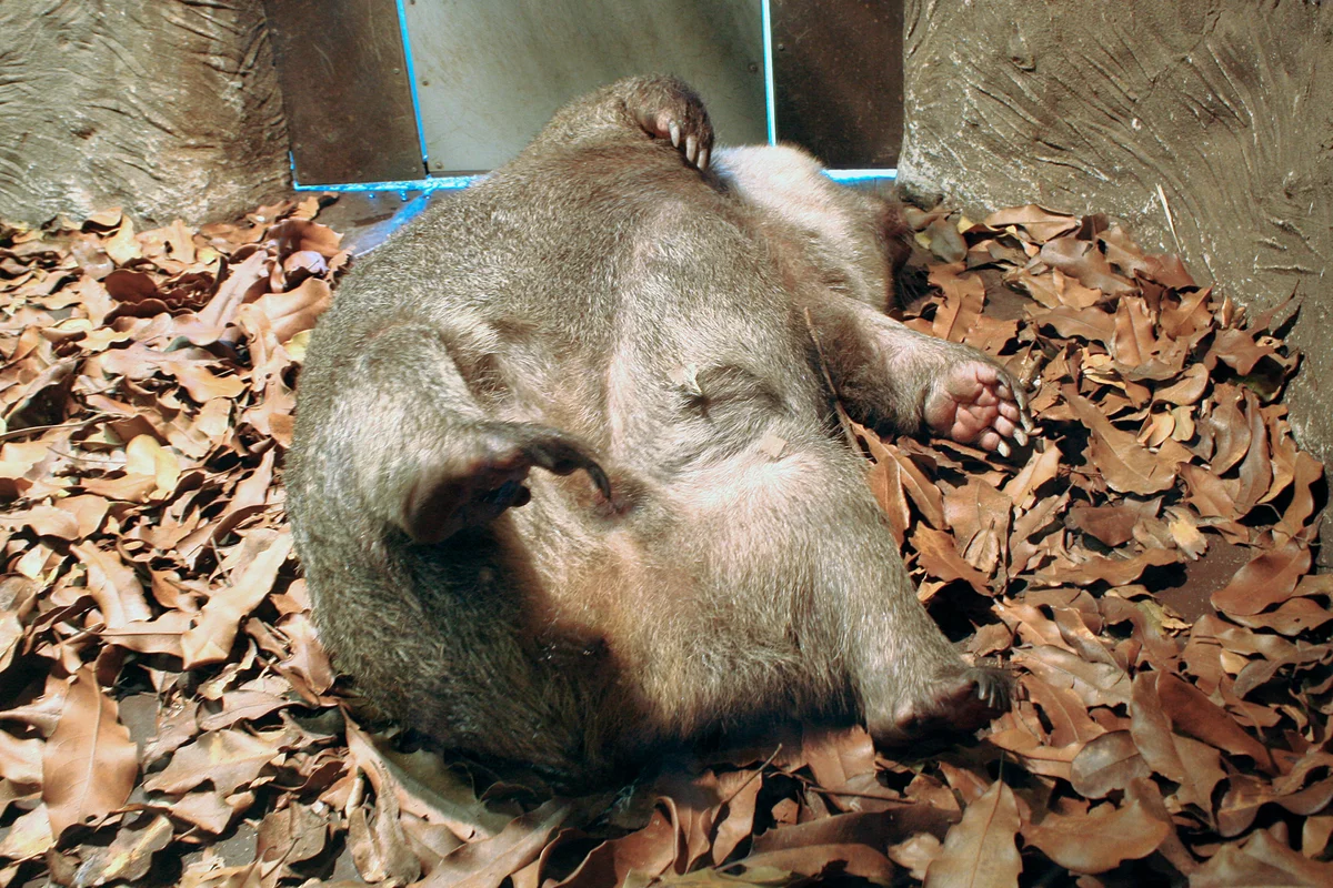 Wombat: some interesting features from the life of a large inhabitant of holes - Animals, Nature, Wombats, Yandex Zen, Longpost