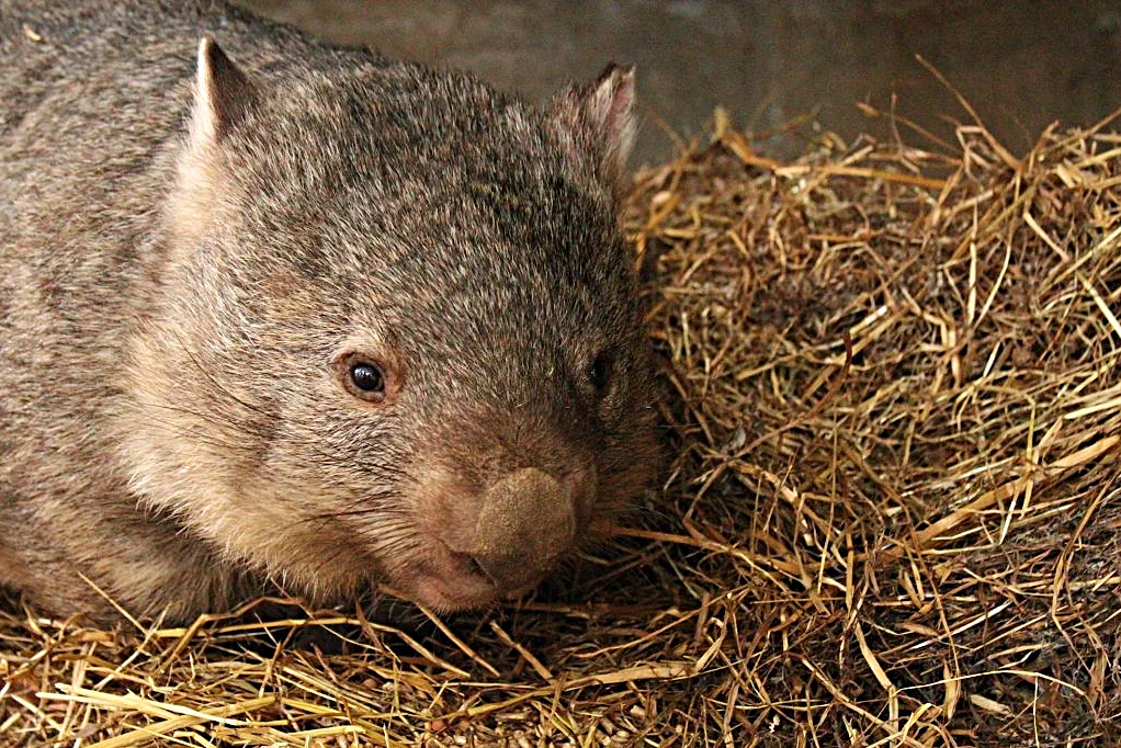 Wombat: some interesting features from the life of a large inhabitant of holes - Animals, Nature, Wombats, Yandex Zen, Longpost