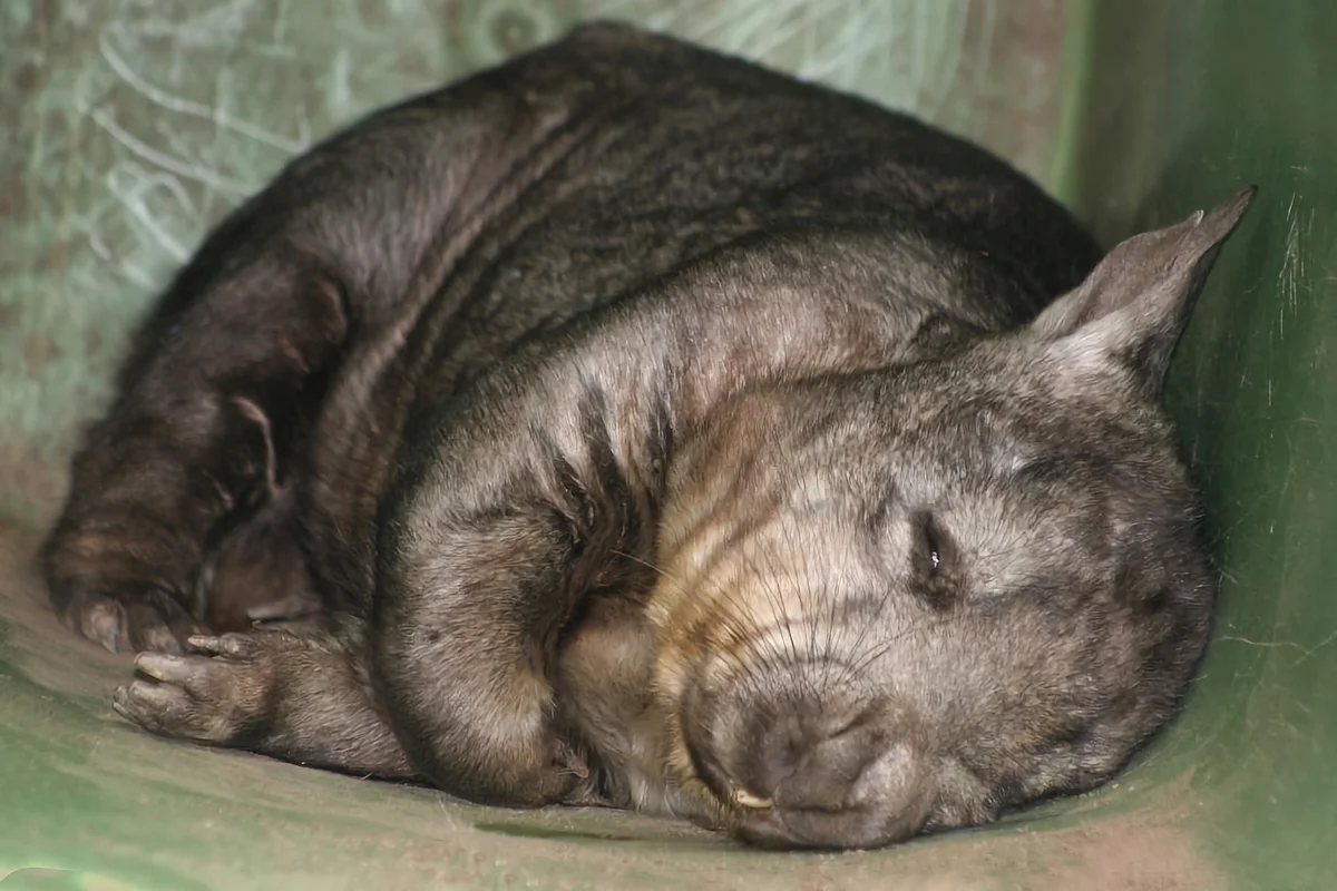 Wombat: some interesting features from the life of a large inhabitant of holes - Animals, Nature, Wombats, Yandex Zen, Longpost