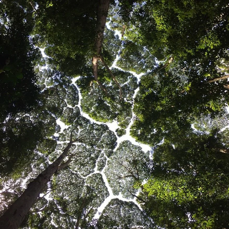 Shy trees - a phenomenon when trees do not touch each other - Crown of trees, Phenomenon, Wonders of nature, Tree, Video, Longpost, Repeat