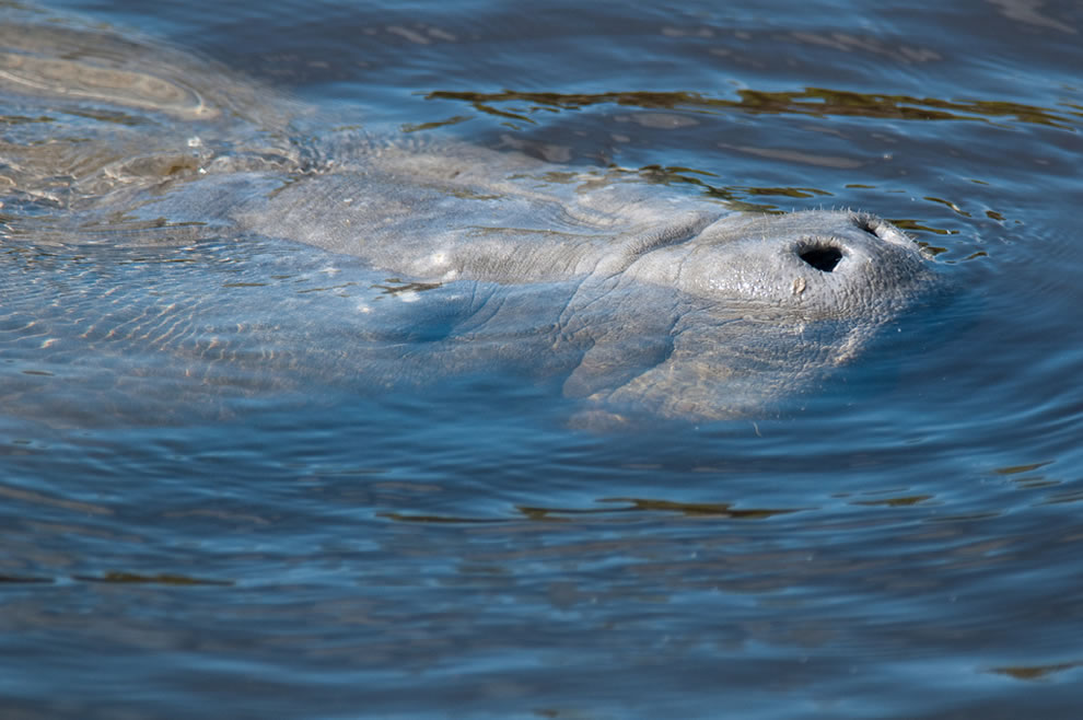 Sea bull rescued from death in Florida - Manatee, Aquatic inhabitants, Animal Rescue, wildlife, USA, Florida, Jacksonville, Zoo, , Rare view, Red Book, Wild animals, Mammals, Longpost