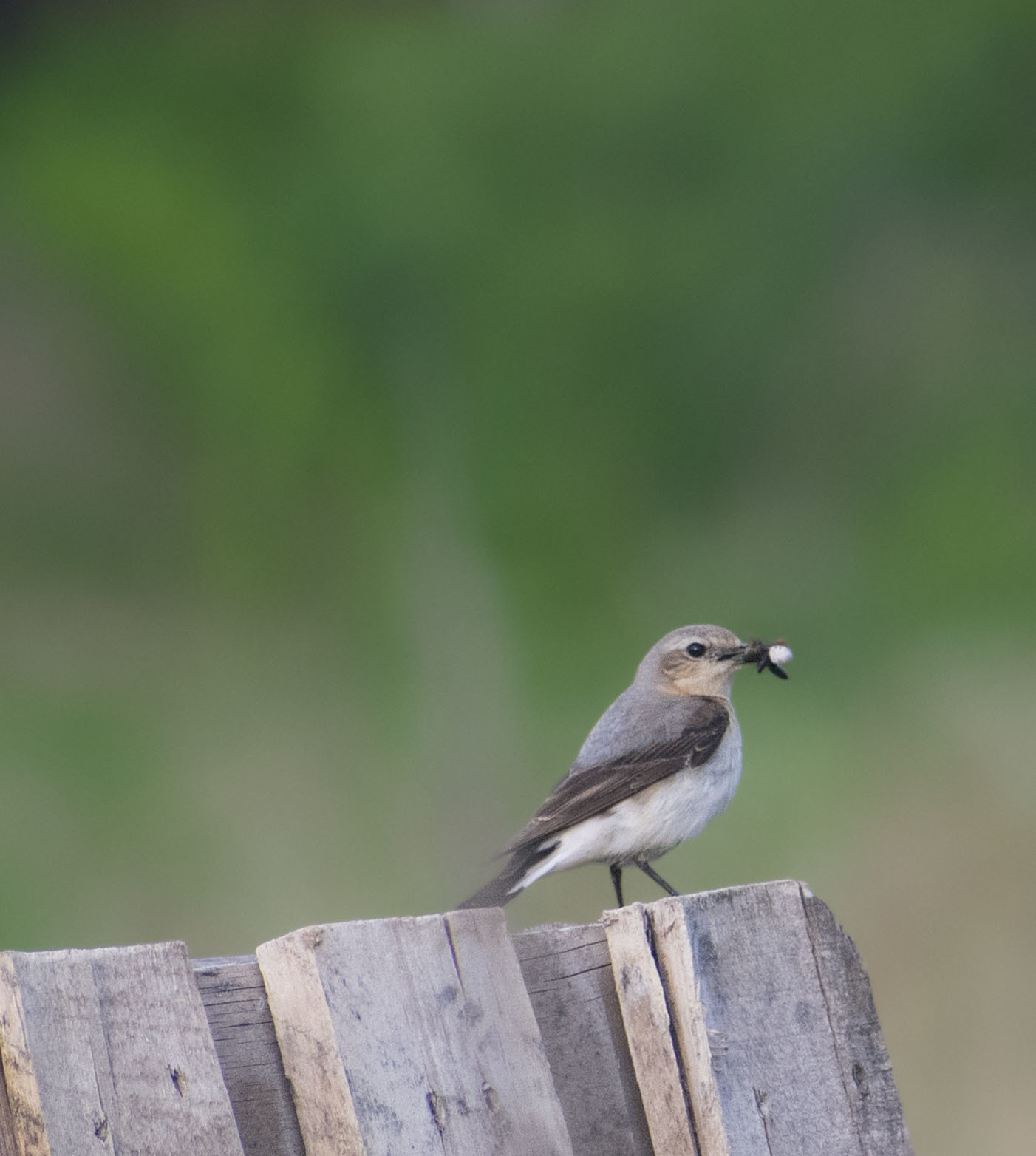 Near the river - My, Birds, Summer, Nature, Schelkovo, July, Walk, Animals, Photo hunting, , In the animal world, Longpost, The photo