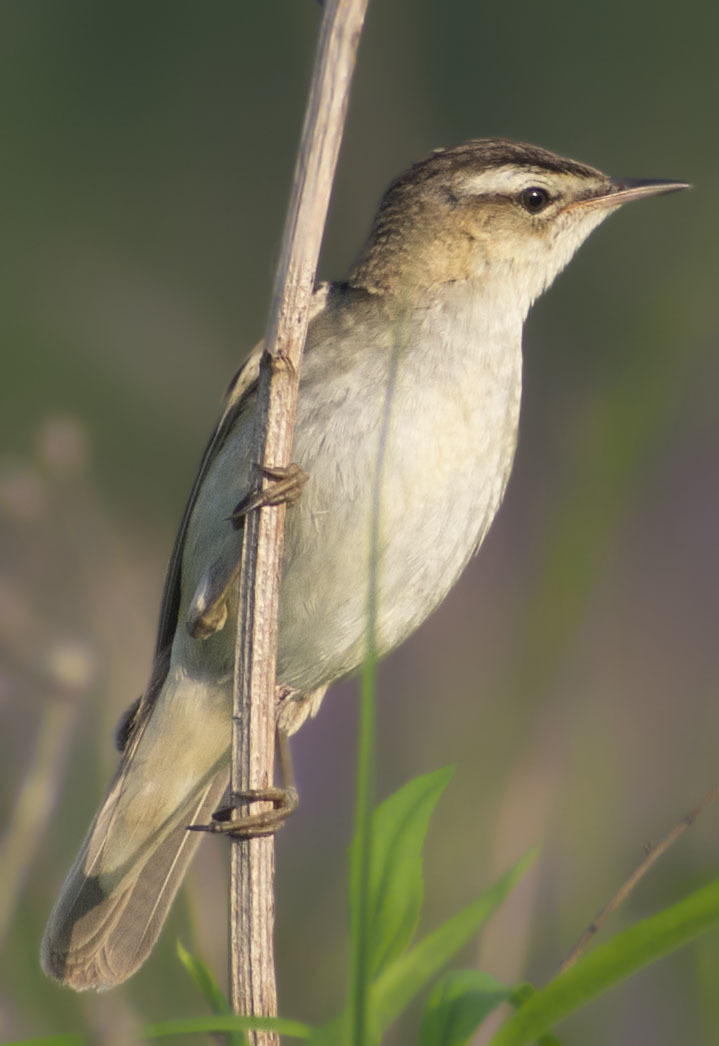 Near the river - My, Birds, Summer, Nature, Schelkovo, July, Walk, Animals, Photo hunting, , In the animal world, Longpost, The photo