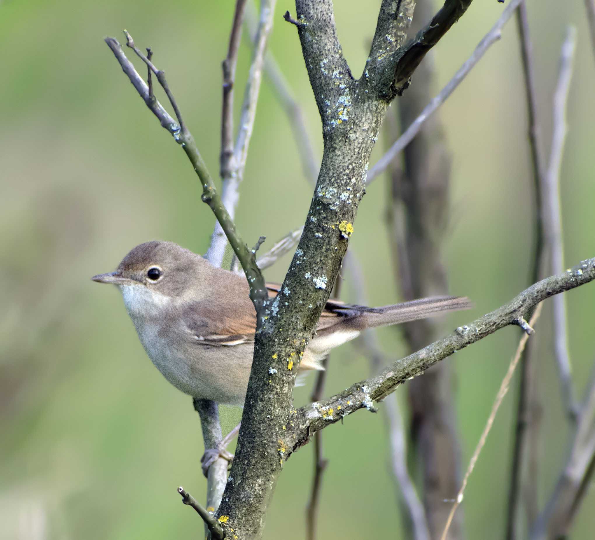 Near the river - My, Birds, Summer, Nature, Schelkovo, July, Walk, Animals, Photo hunting, , In the animal world, Longpost, The photo